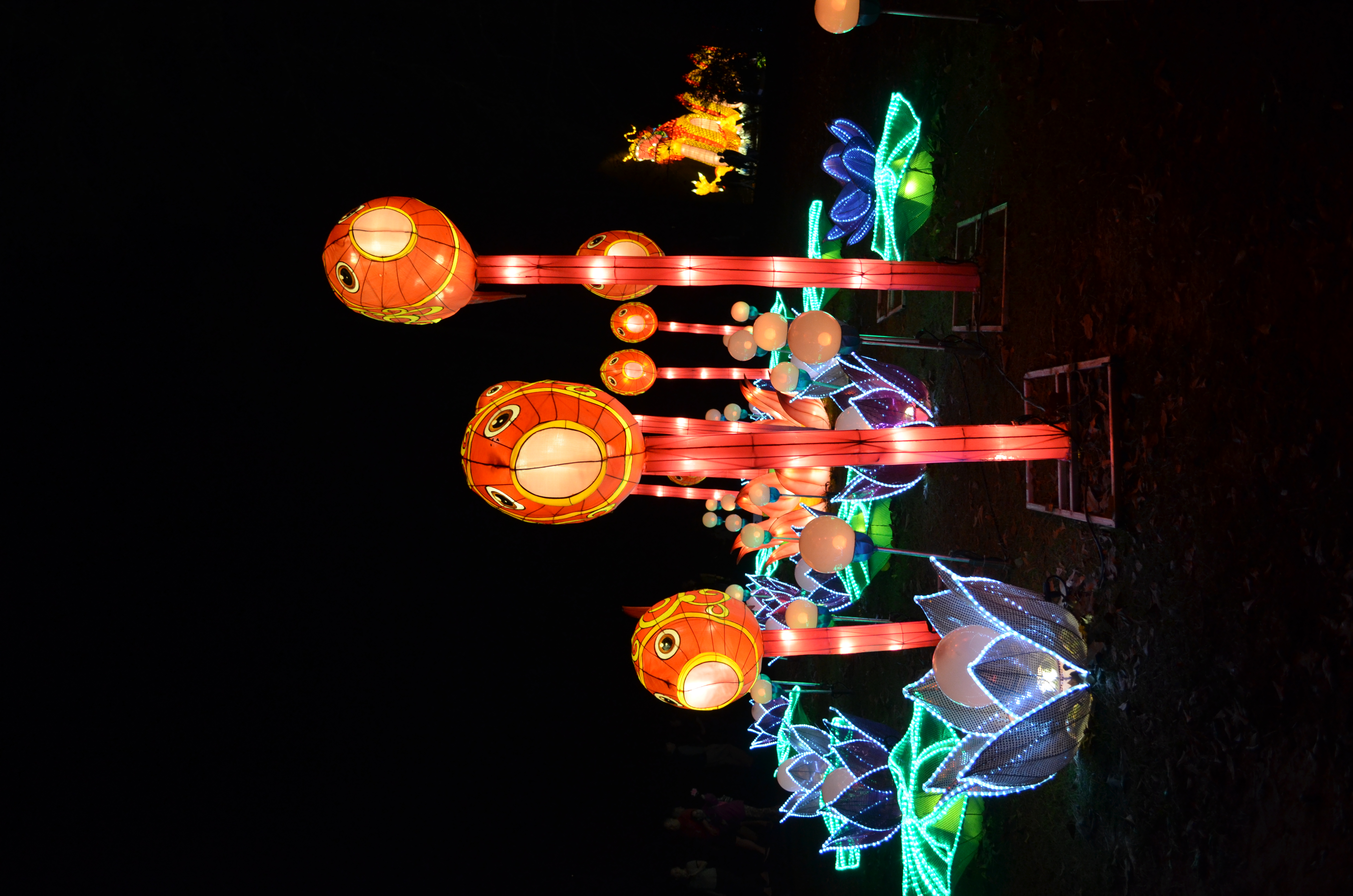 ./2015/33 - Chinese Lantern Festival/DSC_0627.JPG